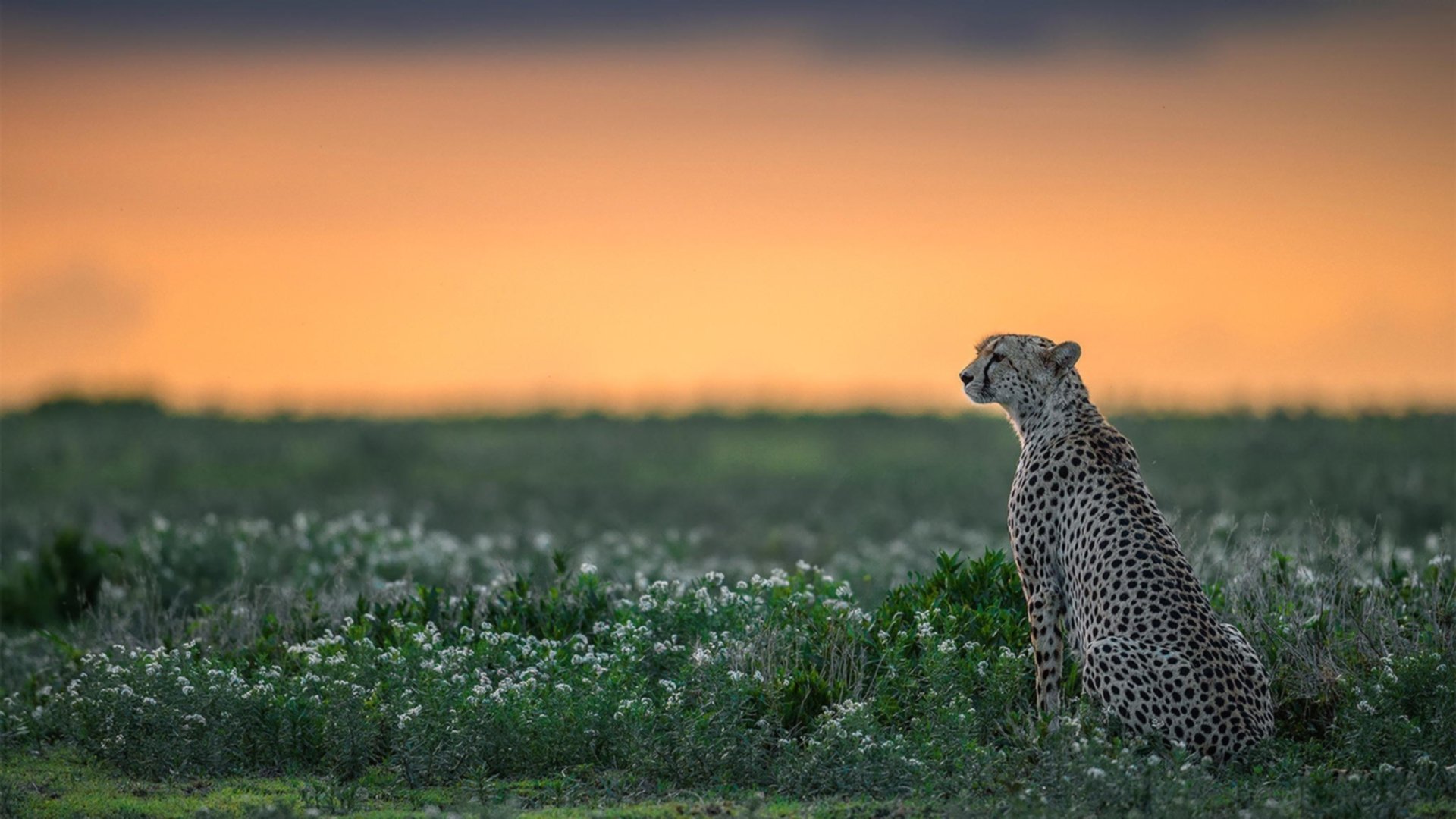 西风压倒东风，福克斯闪电出鞘，猛龙强行终结新疆不败金身