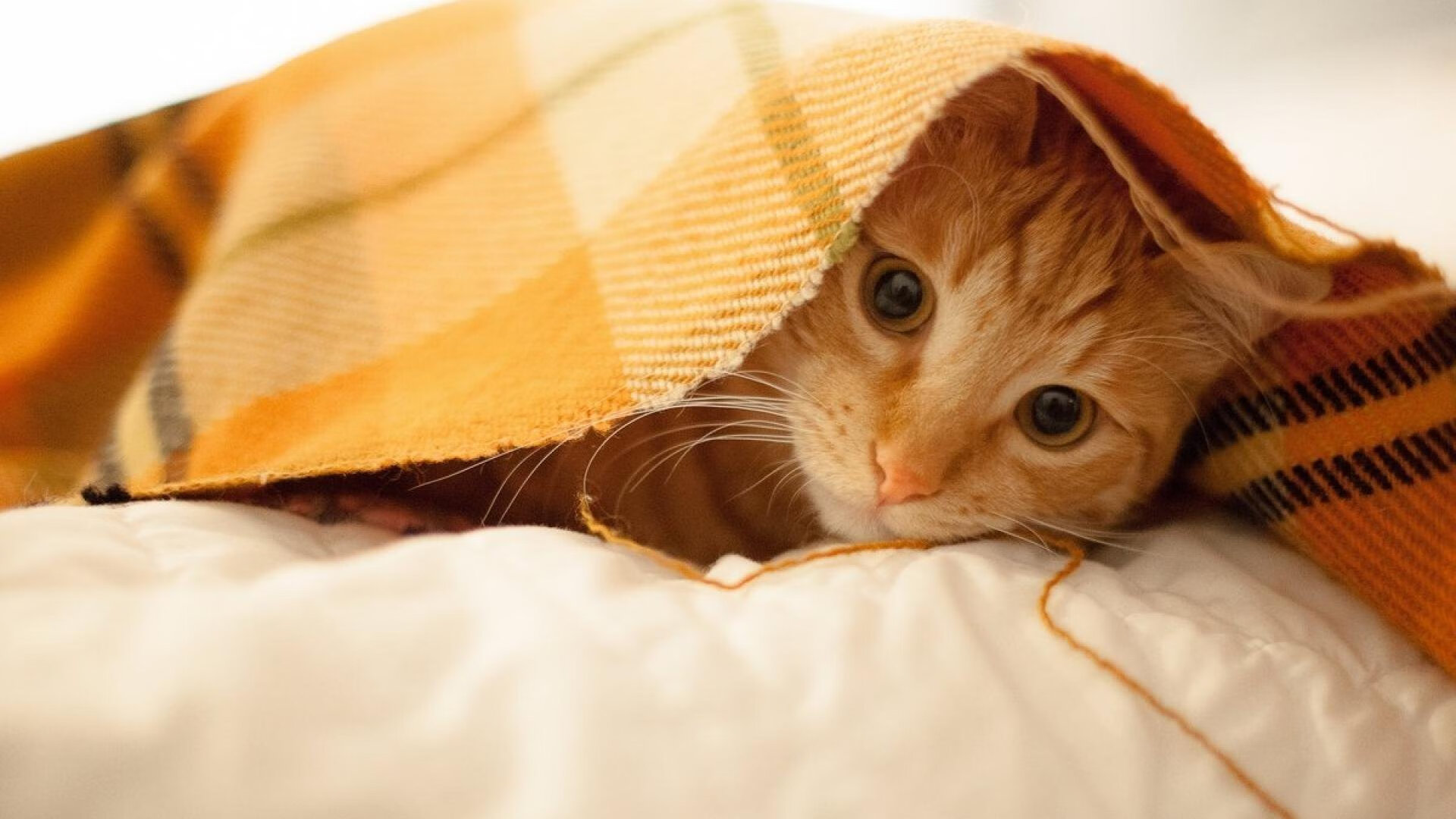 英超争冠焦点战，马赛式防守锁死荷兰锋线，战术制胜