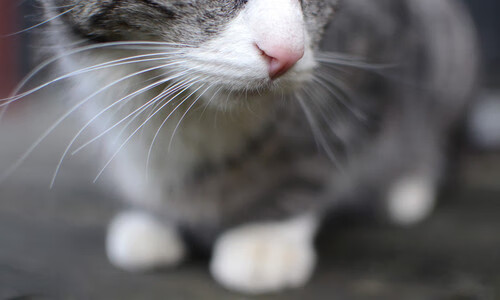 众望所归！奥纳纳封神之夜，安哥拉闪电战击溃牙买加