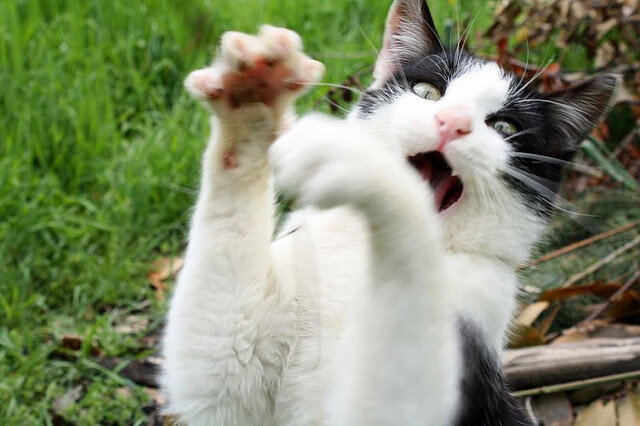 众望所归！奥纳纳封神之夜，安哥拉闪电战击溃牙买加