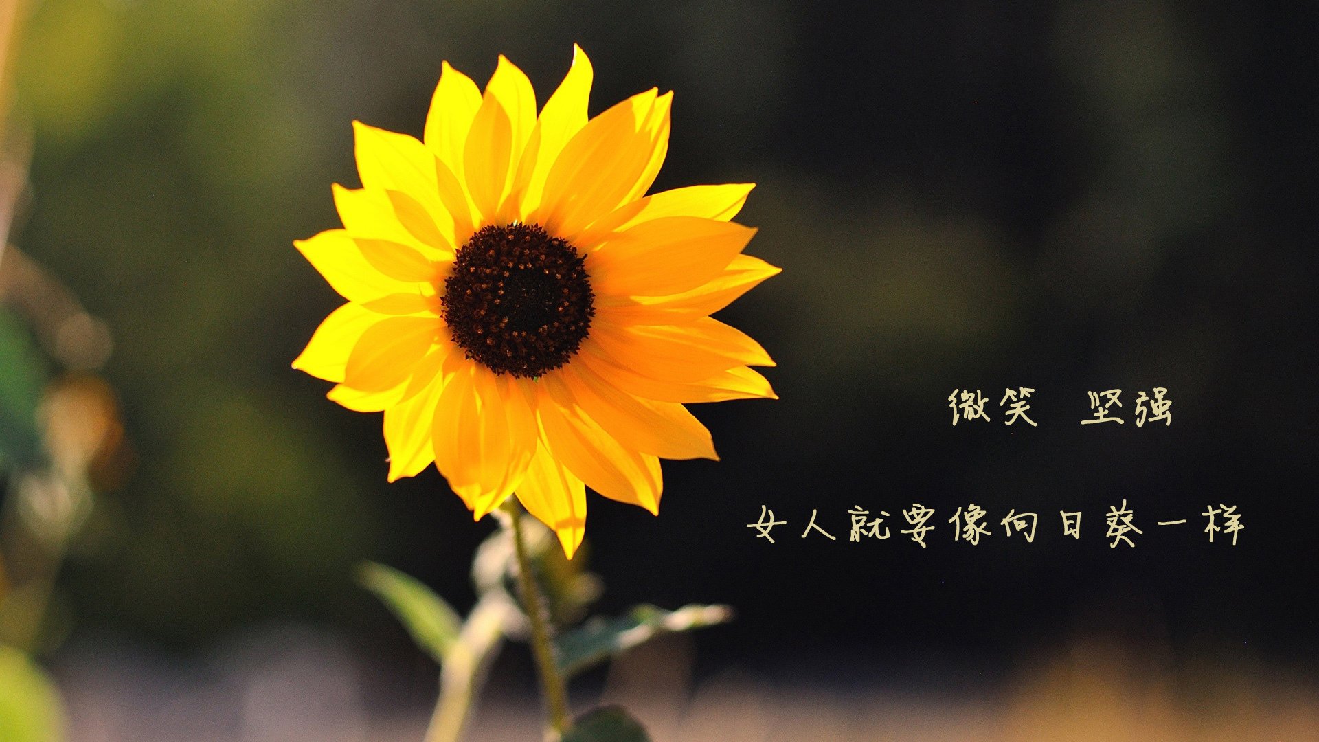 锡安绝杀定乾坤！广厦队压哨力克广东队