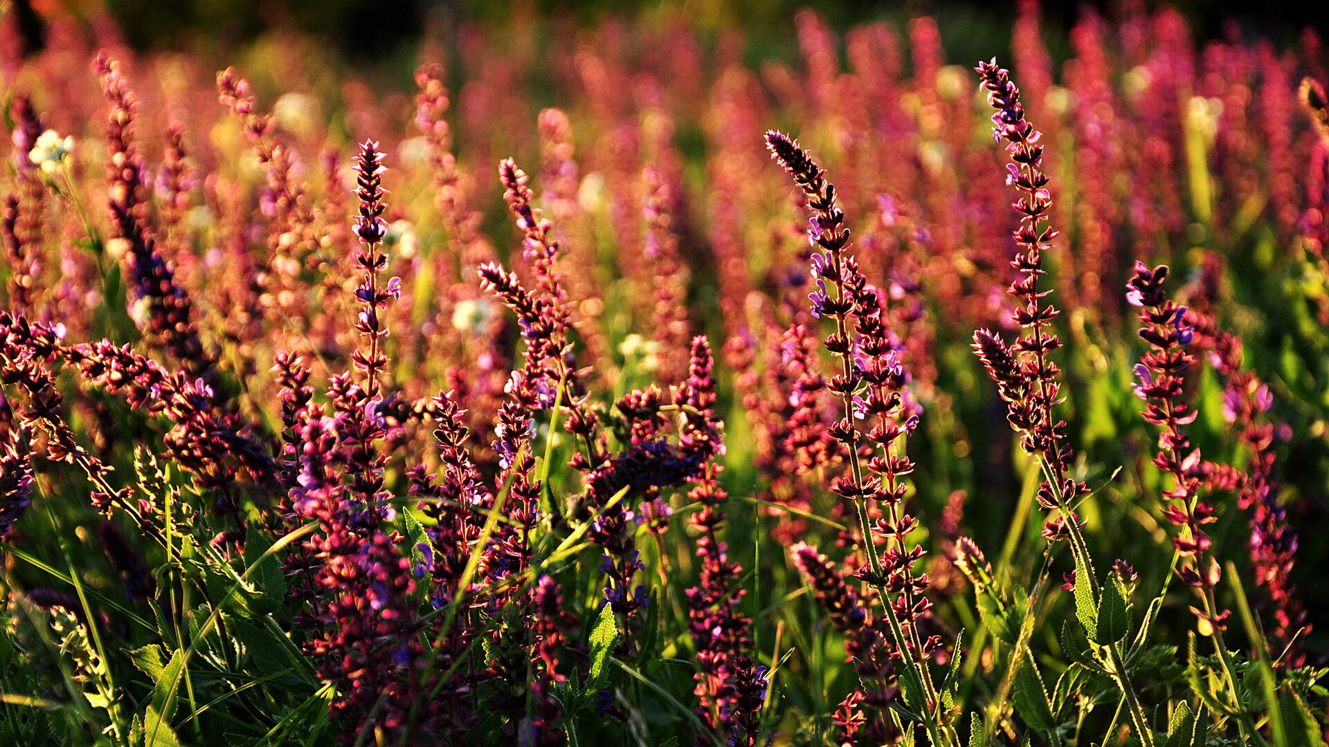 希腊险胜英格兰，拉什福德关键先生表现难阻败局，激情之夜演绎足球悲欢