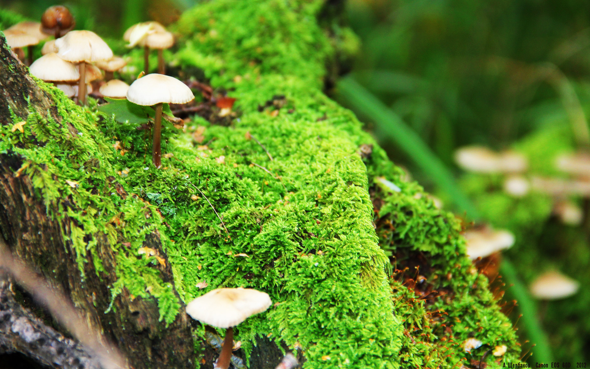 加纳血拼德国与富安健洋，硬仗之王的足球史诗