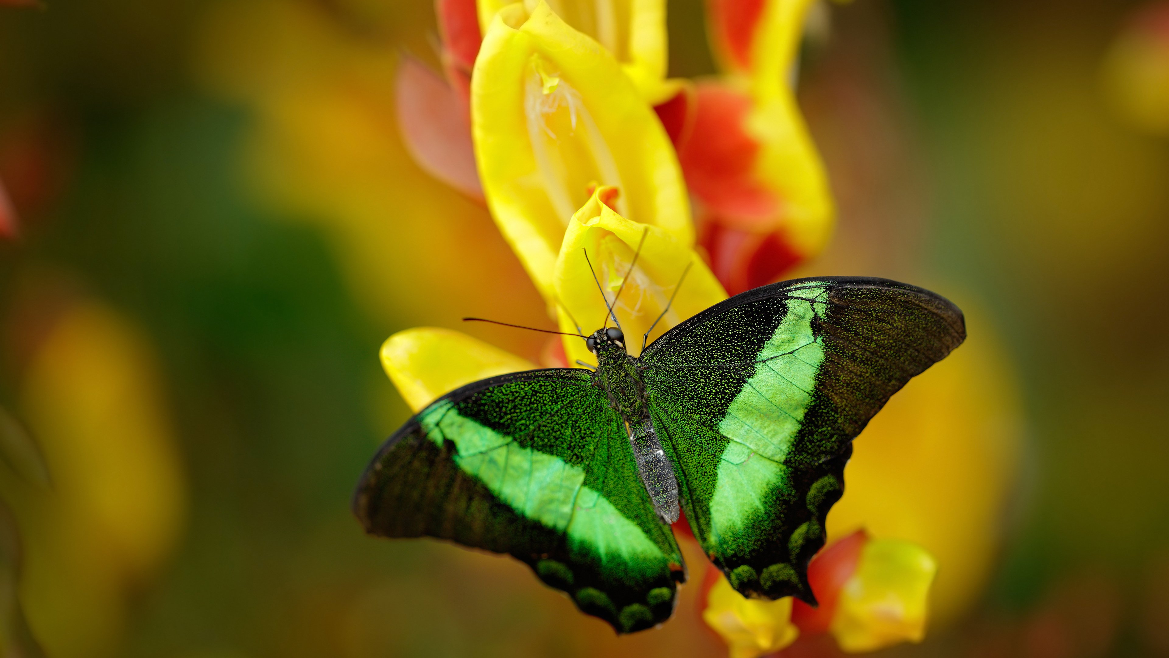 巴雷拉爆射破僵局，非洲巾帼硬仗气吞瑞典