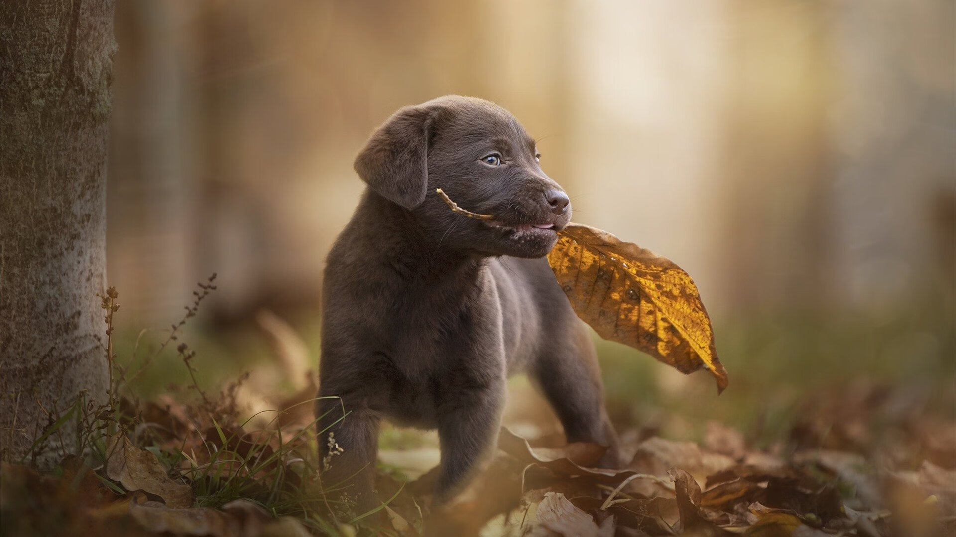开云体育在线-猛龙撕裂悬念！武切维奇30+20统治攻防，奇才三节崩盘