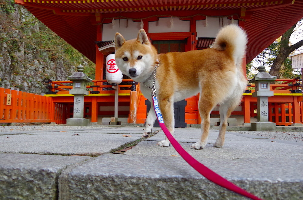 意甲焦点战烽火连天，英格兰补时绝杀奥地利震撼足坛