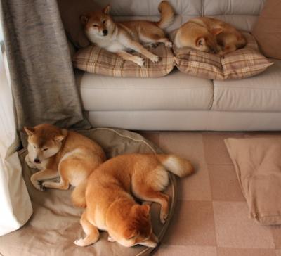 关键先生与终结者，当伦纳德的冷静照亮国王的烈火