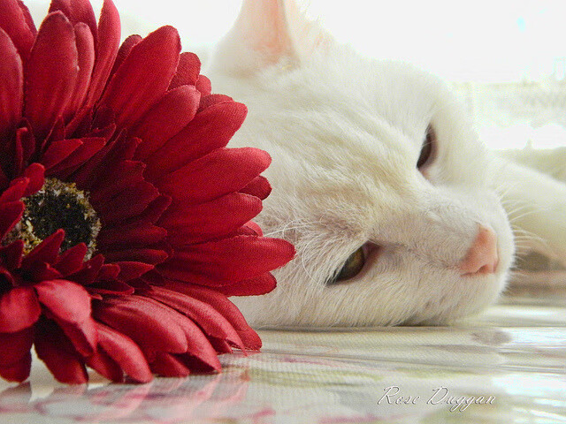 2026世界杯焦点战，奇才军团打穿足球国王