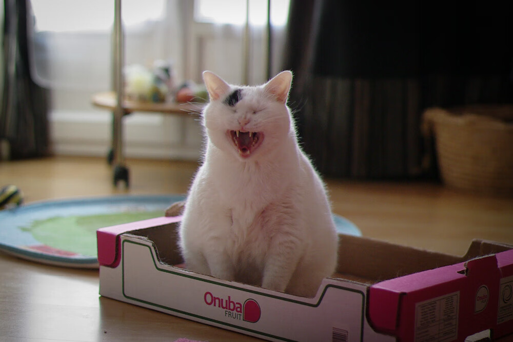 开云APP-乔治惊雷血洗标靶中心，魔术铁蹄踏碎森林狼不败金身