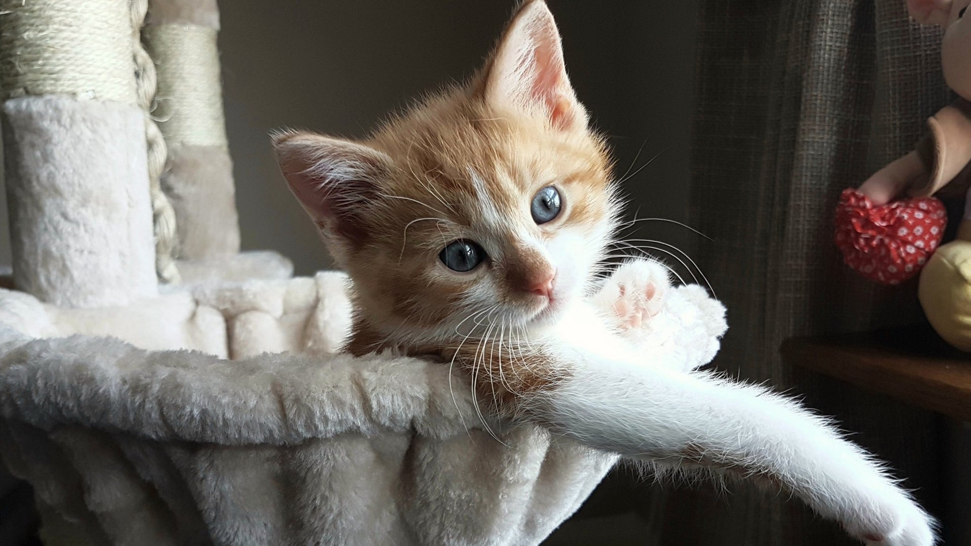 从争议到核心,巴斯托尼在阿尔及利亚对决加拿大的硝烟中完成正名之战