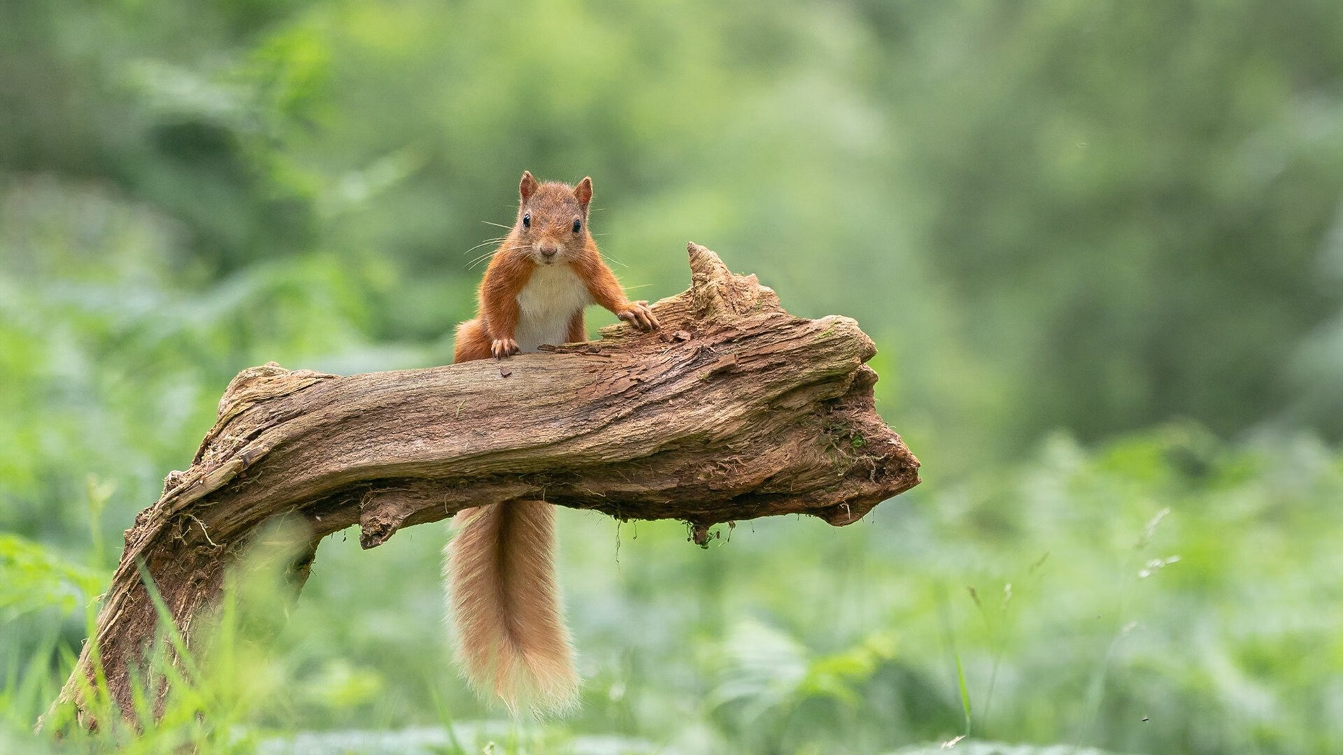 欧冠淘汰赛之夜，布伦森的关键一击，铸就胜负手传奇