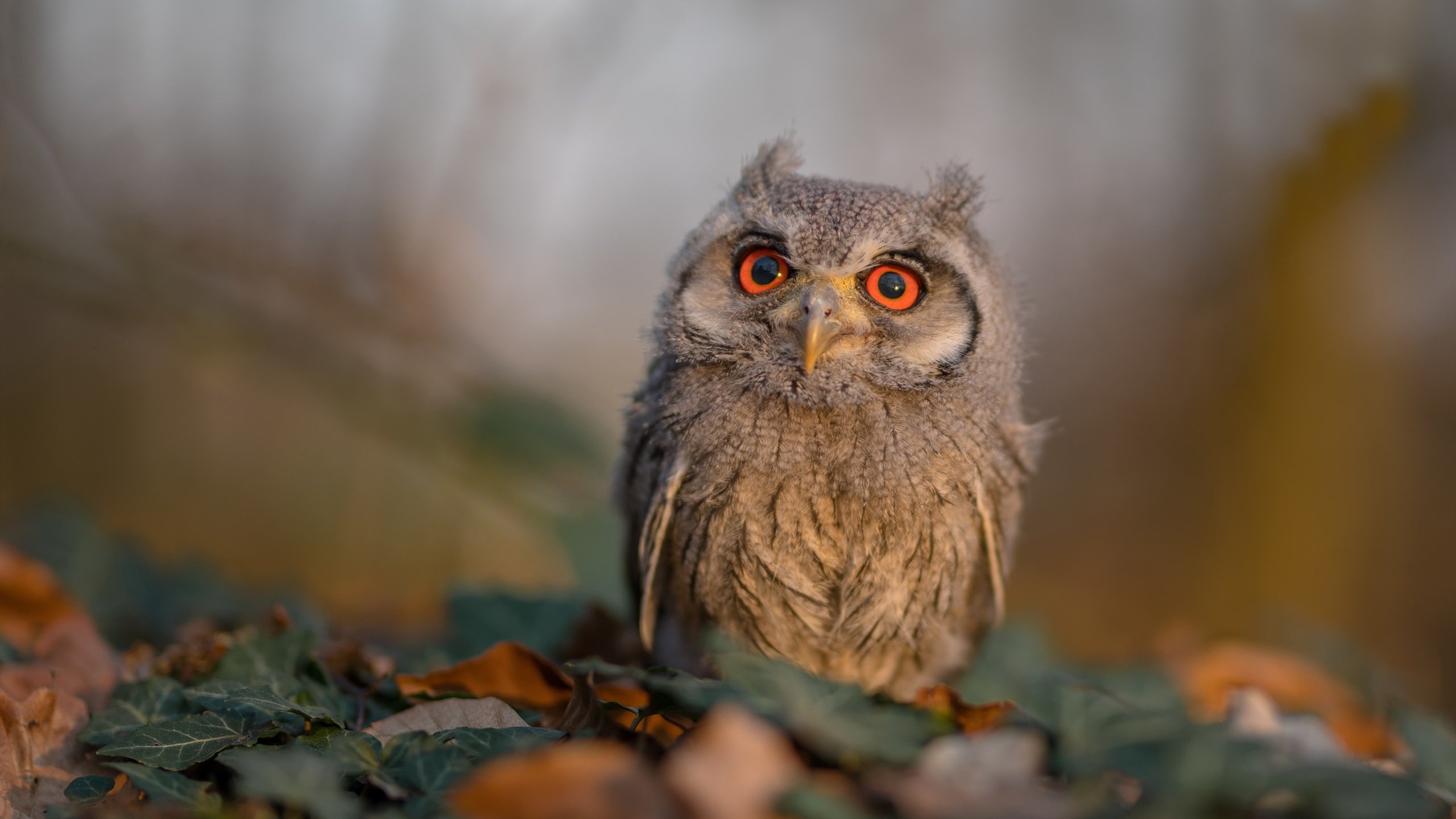 哈利伯顿关键一击,季后赛抢七之夜的永恒记忆