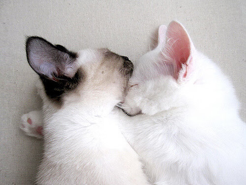 战术的十字路口,劳塔罗的惊艳与苏格兰的胜利寓言