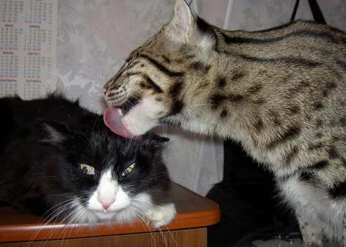 开云体育官网-莫兰特赛后评分拉满，新生代王储的加冕礼，与湖人啃老啃下绿军的启示