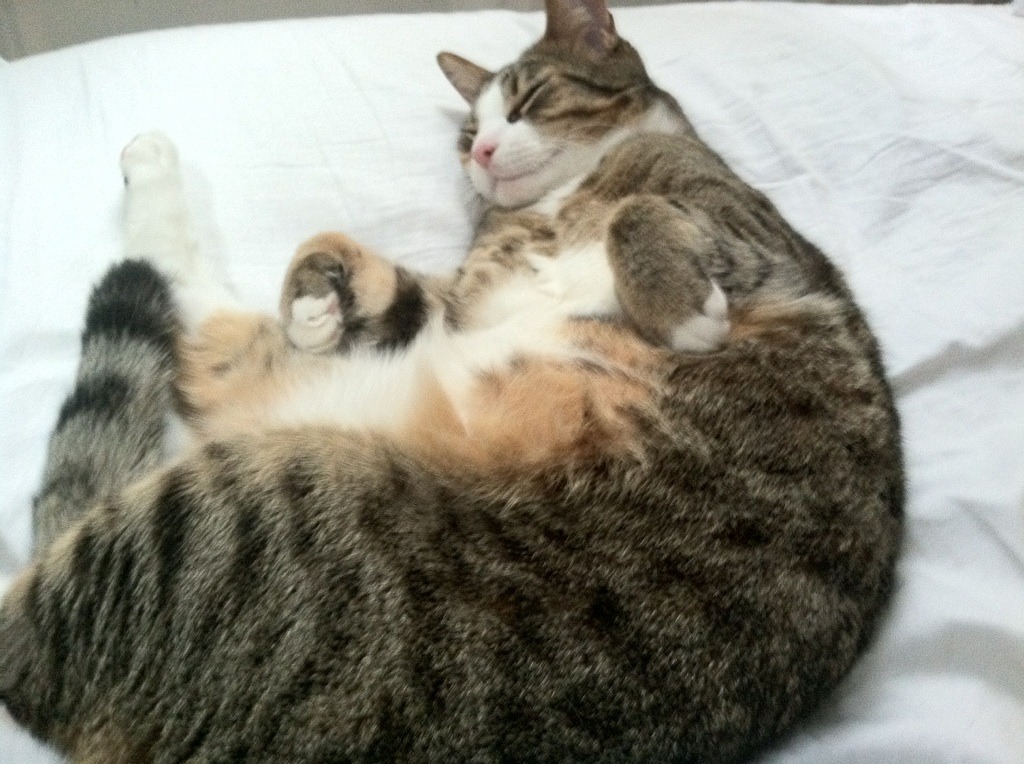 奥利维耶单骑救主！新西兰爆冷力克德甲豪门勒沃库森