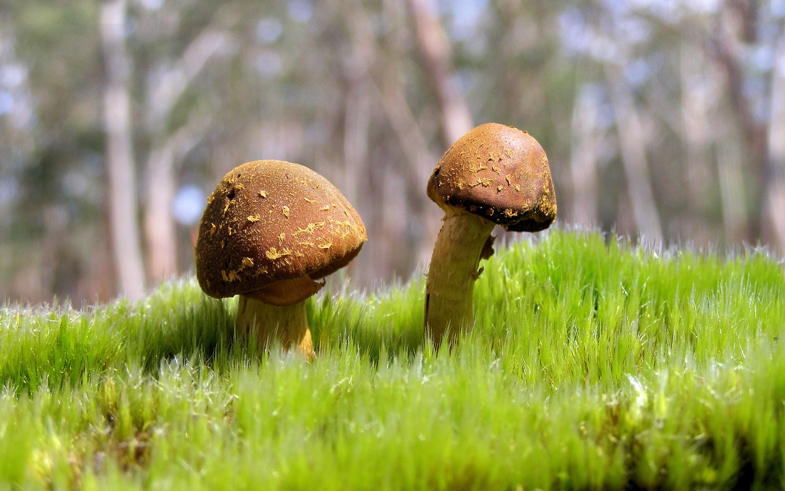 开云APP-铁血对决，布克关键节点连续得分，雷霆防守阵线尽数崩塌